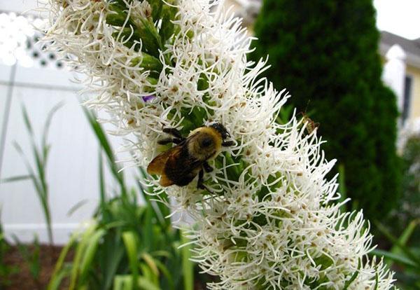 planta de miel