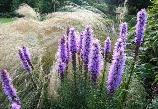 espiguilla liatris