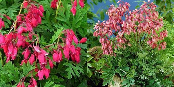 Dicentra formosa Bacanal