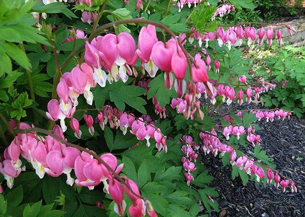 Dicentra Spectabilis