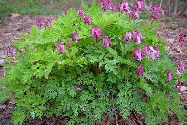 Dicentra Eximia