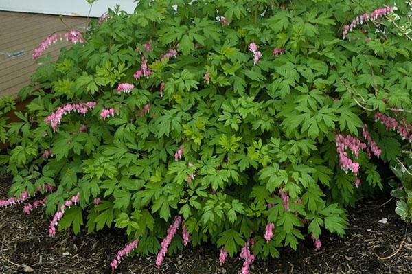 dicentra agraciado