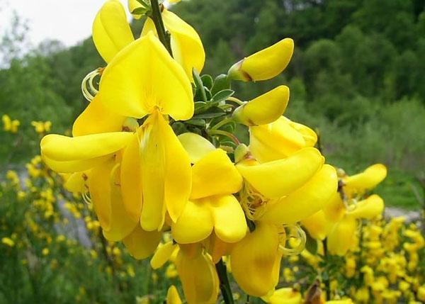 dicentra golden vine