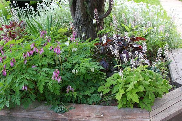 variedades altas y bajas de dicentra
