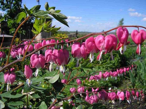 tipos de centros de sangrado para el jardín