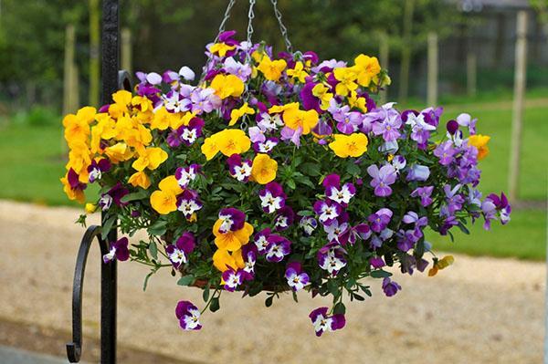 pensées dans une jardinière suspendue