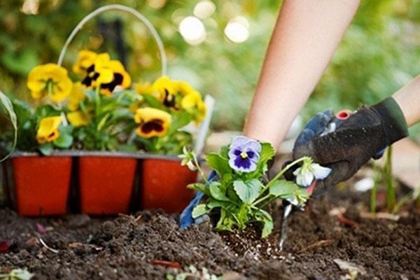 plantar plántulas de pensamientos