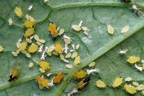 pucerons sur les feuilles de pensée