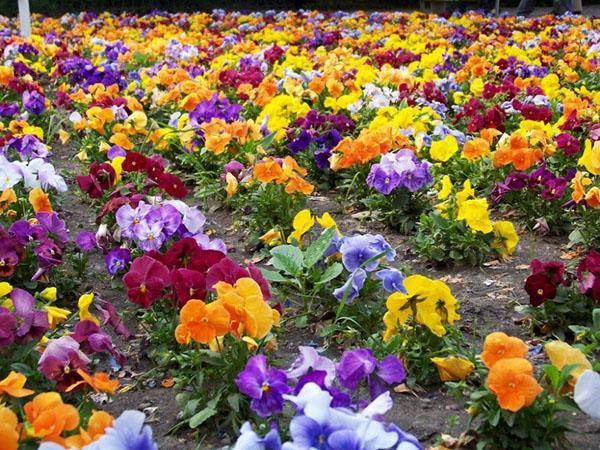 tapis de jardin de pensées fleuries