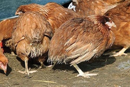 coccidiosis en pollos