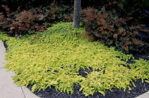 salicaria a la sombra de un árbol