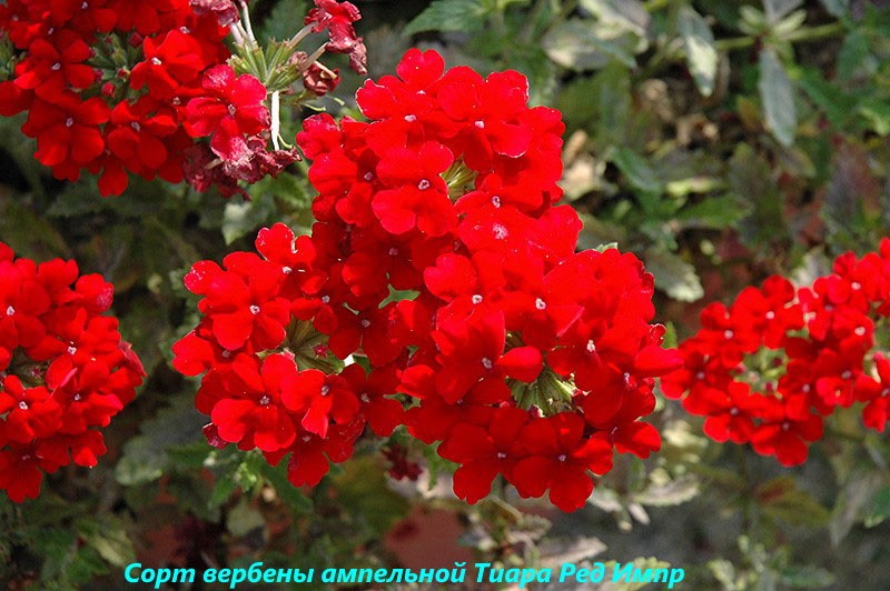 variété de verveine Tiara Red Imp