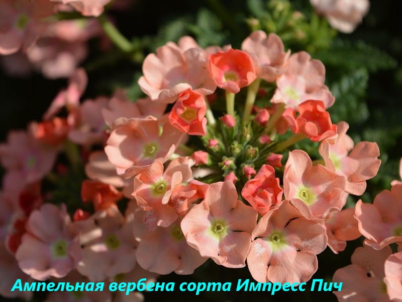 variétés de verveine ampelous Impress Peach