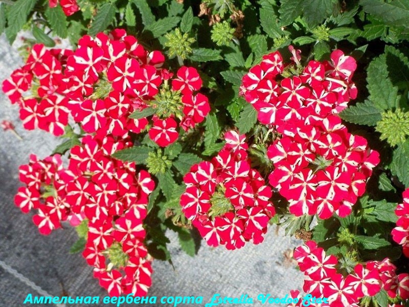 verveine ampelous Estrella Voodoo Star