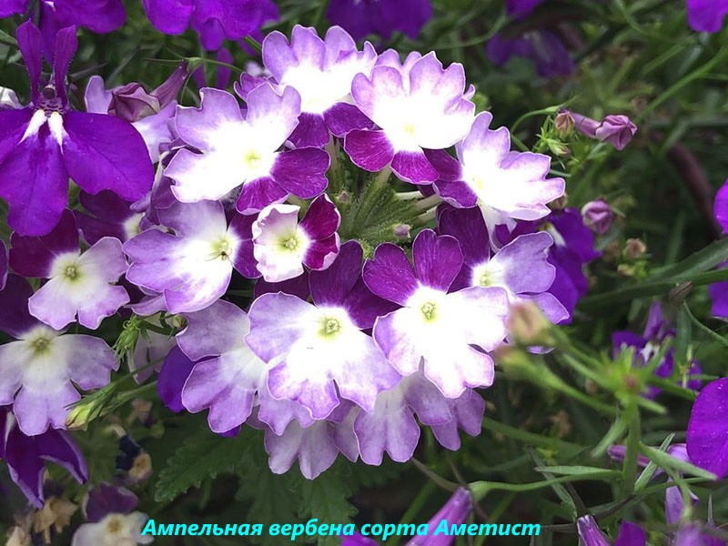 améthyste ampoule verveine