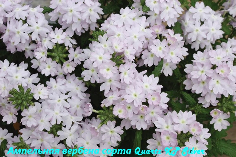 Ampel verveine Quartz XP Argent