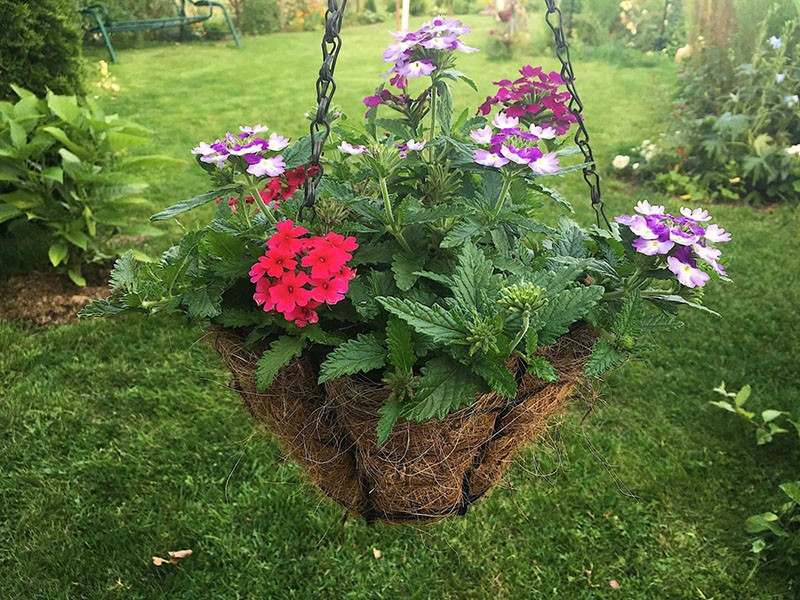plusieurs variétés de verveine en jardinière
