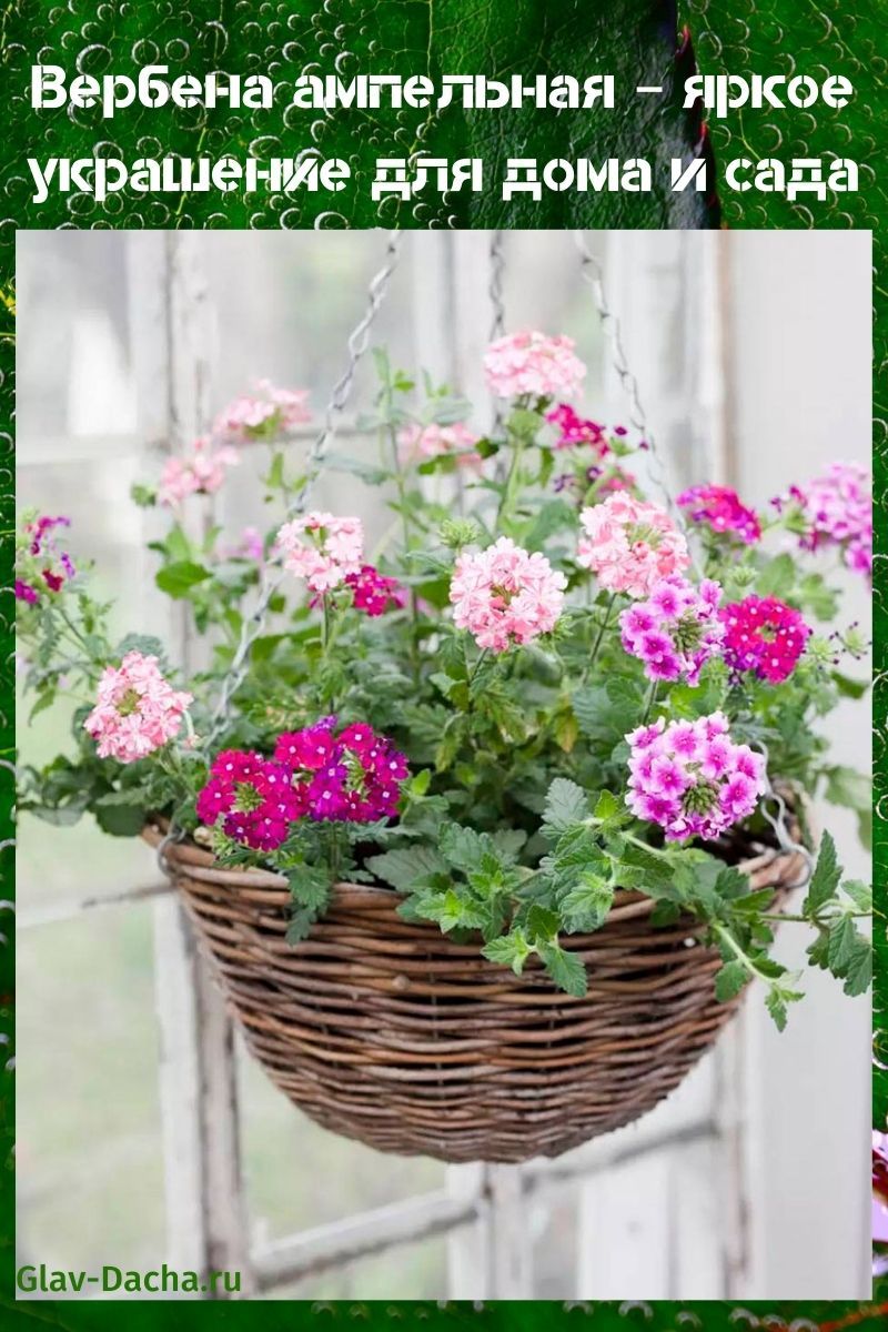 verveine ampeleuse
