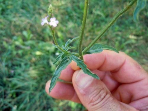 cosecha de verbena