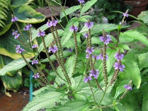 verbena officinalis