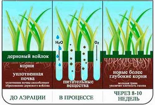 Ventajas de la aireación del césped