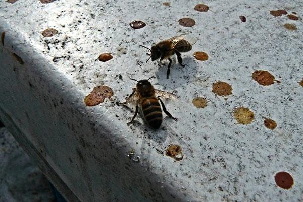 Primer vuelo de abejas