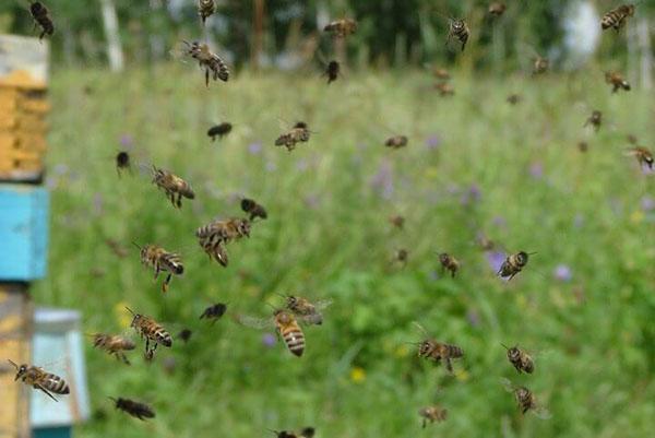 Abejas en el trabajo