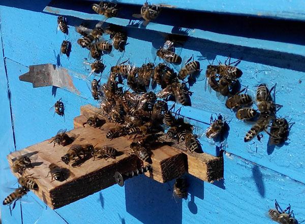 Familia de abejas