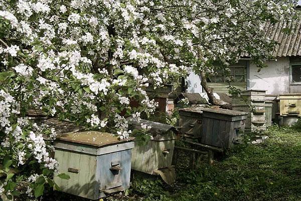 Rucher au printemps