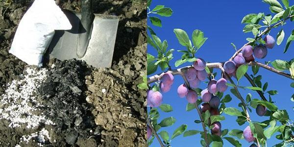 appliquer un pansement pour les prunes au printemps