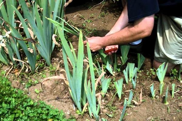 corte de pelo de iris después de la floración