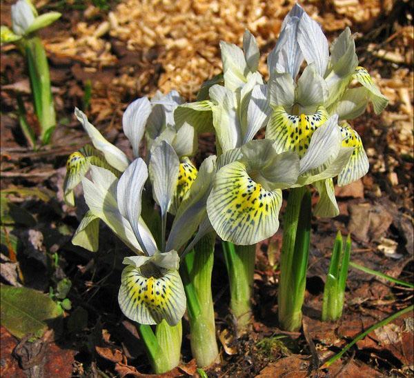 iris florecientes