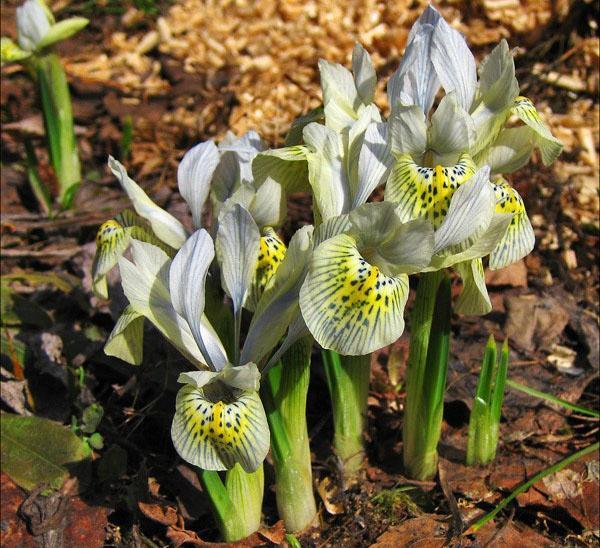iris en fleurs