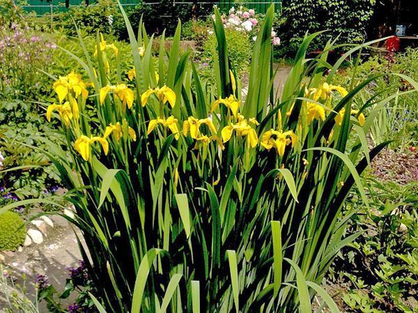 iris des marais près de l'étang