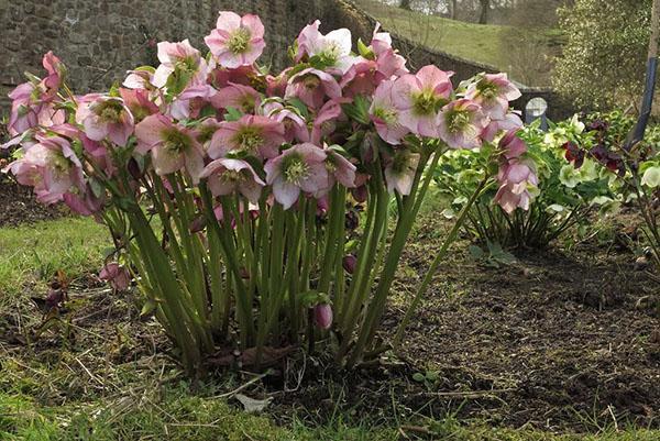 iris japoneses