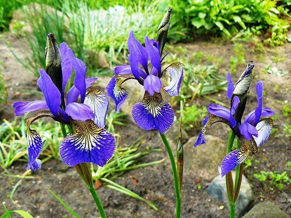 iris hollandais