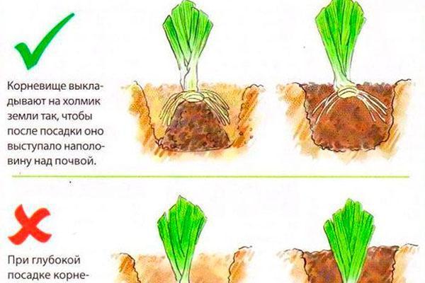 plantation correcte et incorrecte des iris