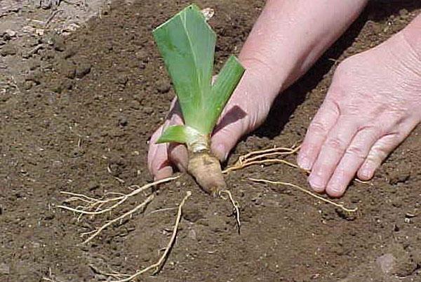 plantamos lirios en otoño