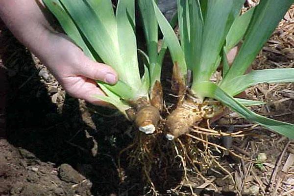 dividiendo el arbusto de iris para la reproducción