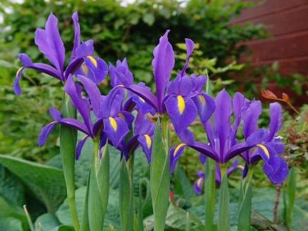 iris délicats dans le jardin