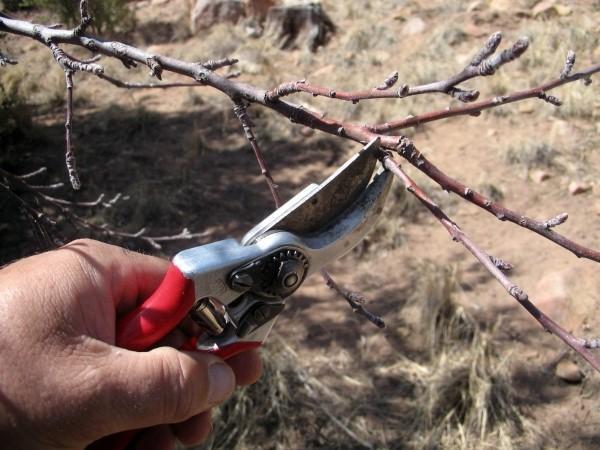 poda de albaricoque en primavera