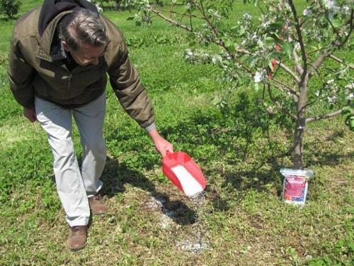 top dressing pendant la floraison