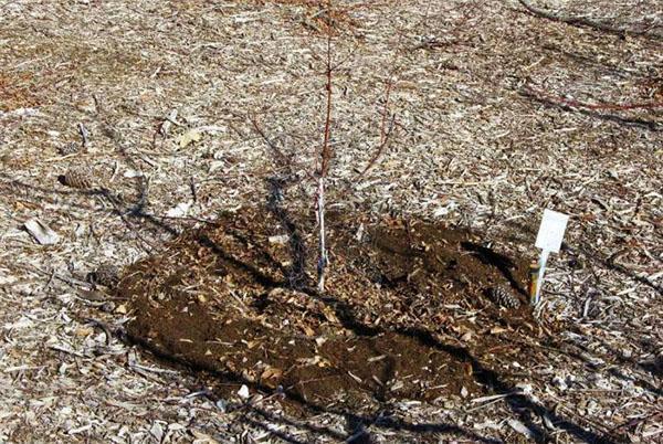 Alimentation printanière des jeunes arbres