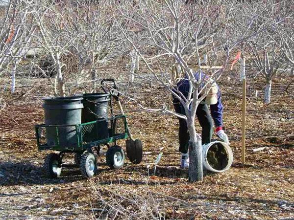 Fertiliser au printemps sous les arbres fruitiers