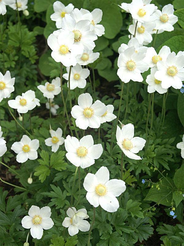 flores blancas como la nieve