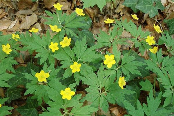 fleurs d'anémone jaune