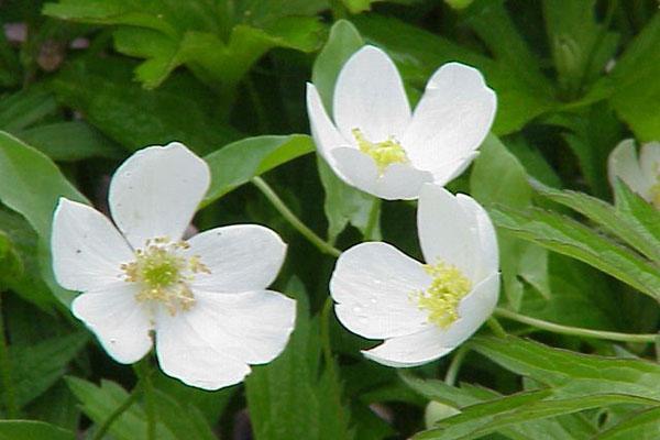 flores blancas como la nieve