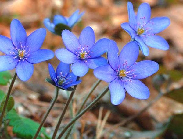 Flores azules