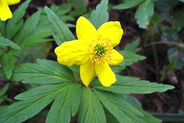 fleurs jaunes