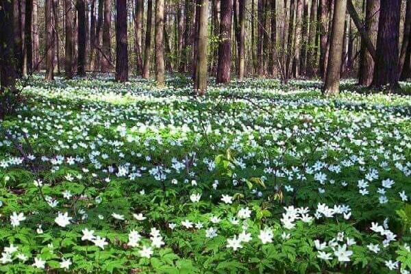 anémona a principios de la primavera en el bosque